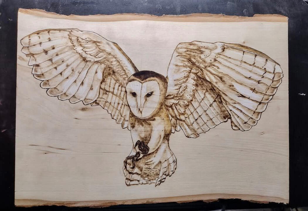 Barn Owl Barn Owl